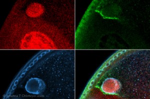 Signaling and developmental processes