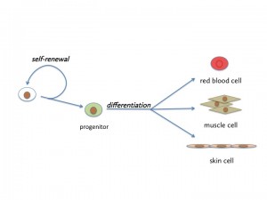 Stem cell biology and regeneration