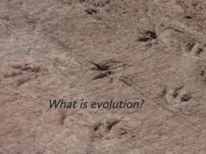 Evolution 1: Evidence