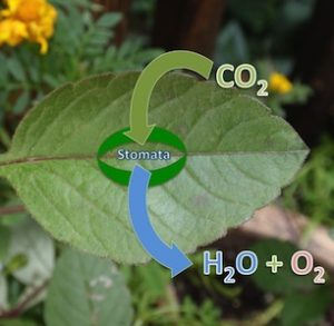 The Stomata: evolution and response to the changing environment